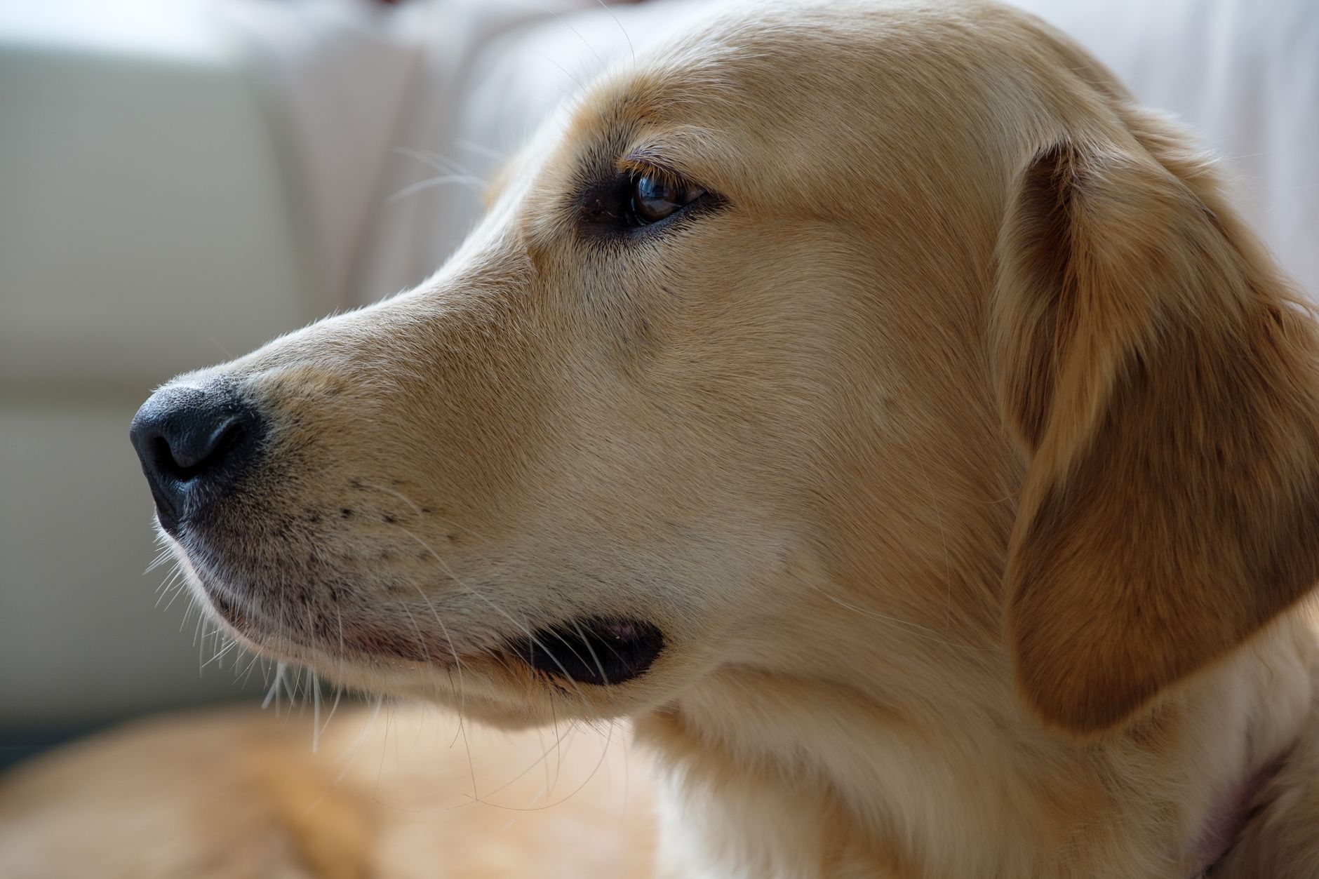 Ruhiger Labrador Retriever im Profil